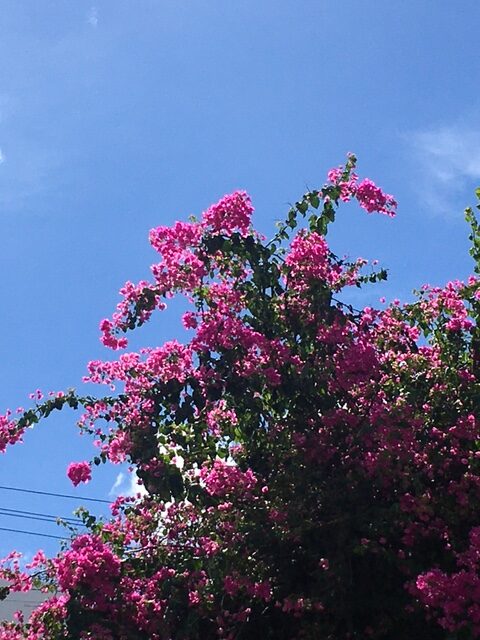 夏も終わりますね(*^^*)