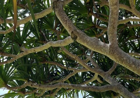 沖縄に最高の季節到来！「うりずん」を楽しみませんか？