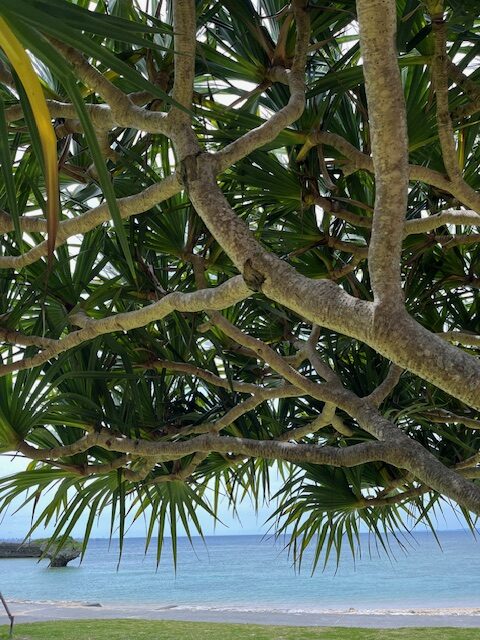 沖縄に最高の季節到来!「うりずん」を楽しみませんか?